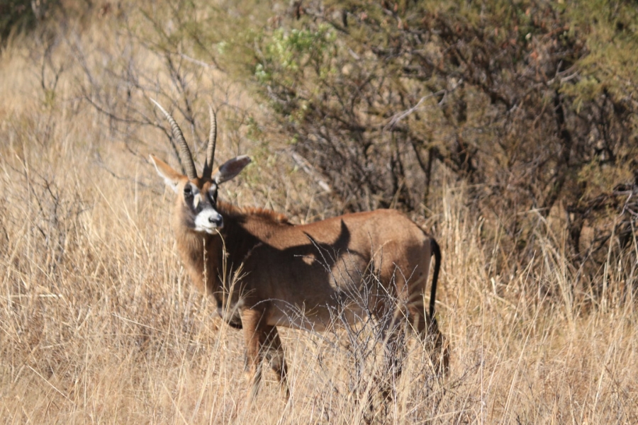 Commercial Property for Sale in Lekwena Wildlife Estate North West